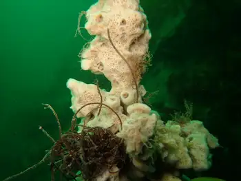 Hard Gnarled Clump Sponge