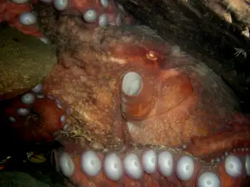 Giant Pacific Octopus