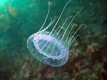 Scalloped Jelly