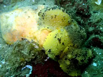 Sponge