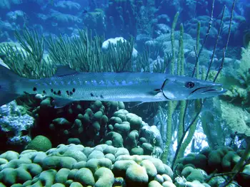 Barracuda
