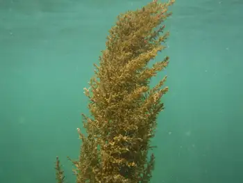 Algae