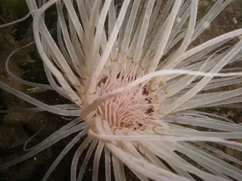Tube Dwelling Anemone