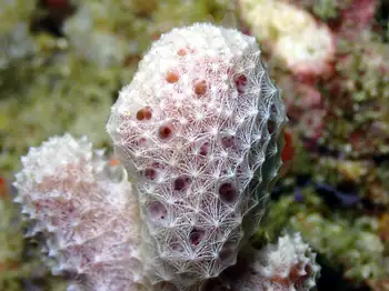Sponge