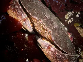 Red Rock Crab