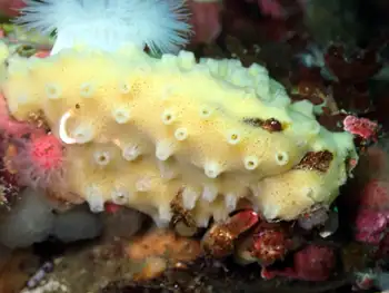 Sponge