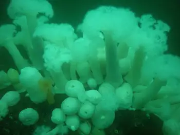 Metridium Anemones