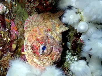Red Irish Lord Sculpin