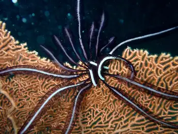 Noble Feather Star