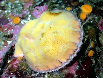 Smooth Pink Scallop