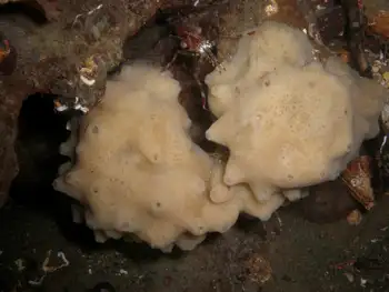 Hard Gnarled Clump Sponge