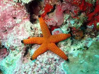 Indian Star