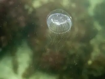 Water Jelly