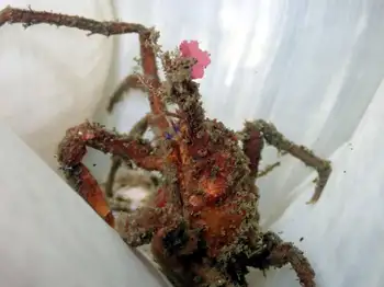 Longhorn Decorator Crab
