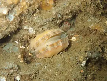 smooth pink scallop