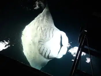 Reef Manta