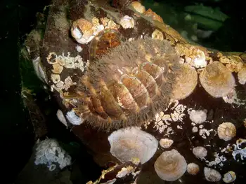 Mossy Chiton