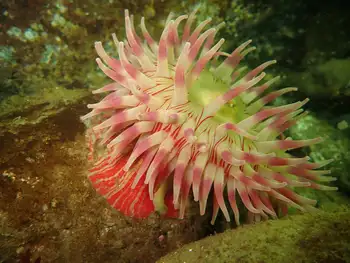 Painted Anemone
