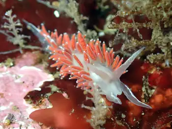 Red Gilled Nudibranch