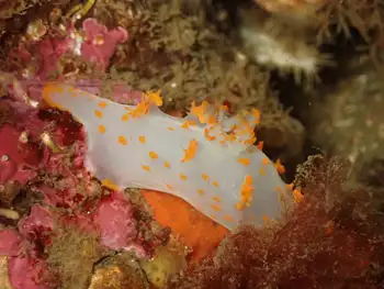 Modest Clown Nudibranch