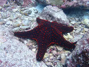 Panamic Cushion Star