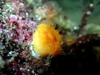Orange Cup Coral
