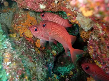 Panamic Squirrelfish