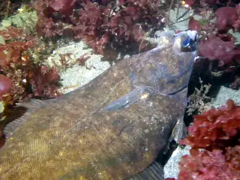 Flounder
