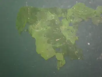 Sea Lettuce