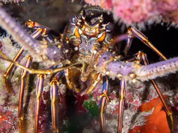 Caribbean Spiny Lobster