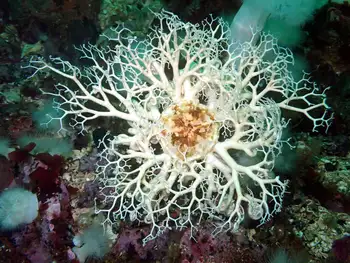 Pacific Basket Star