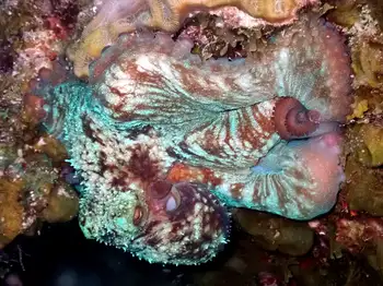 Caribbean Reef Octopus