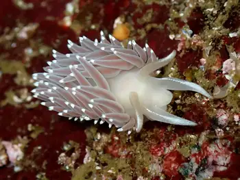 Red Flabellina Nudibranch