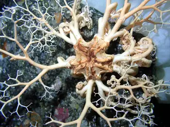 Pacific Basket Star
