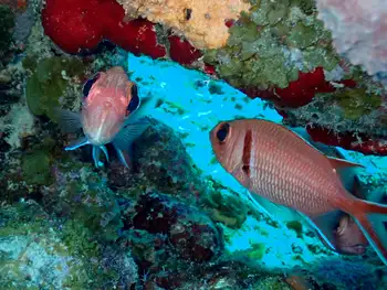blackbar squirrelfish