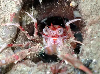 Squat Lobster