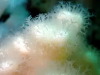 orange soft coral