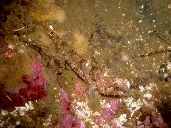 Encrusting Corraline Algae