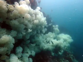 Metridium Anemones