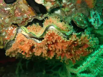 Scallop