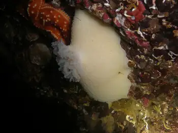 Monterey Sea Lemon