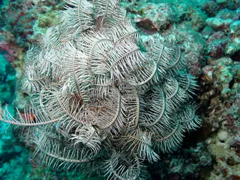 feather star