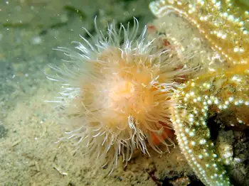 Tiny Orange Anemone