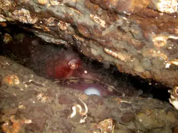 Giant Pacific Octopus