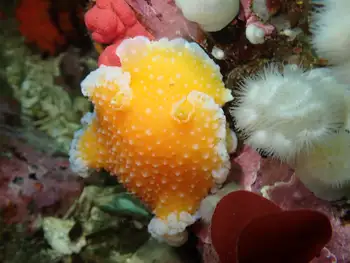 Orange Peel Nudibranch