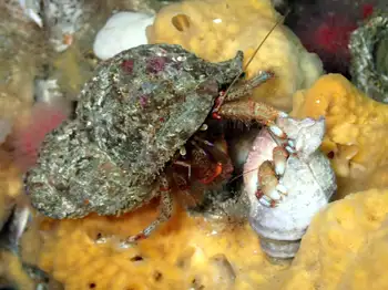Bering Hermit Crab