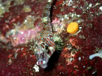 longfin sculpin