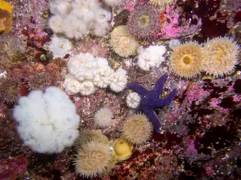 anemone