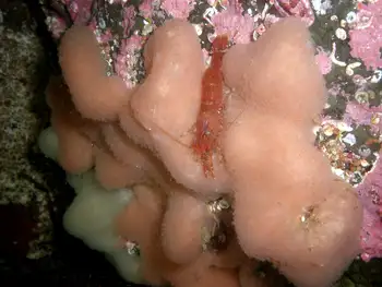 Shrimp