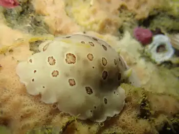 Leopard Nudibranch